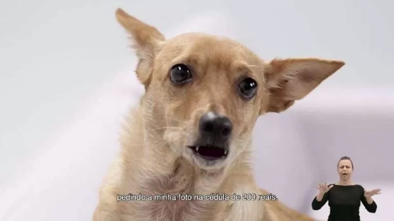 Vira-lata caramelo é “astro” de comercial sobre nova cédula de R$ 200 | Vídeo