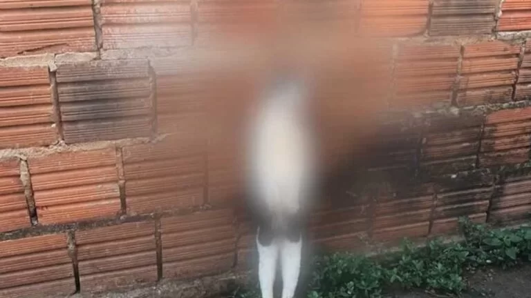 Gata é enforcada e pendurada em muro de protetoras de animais