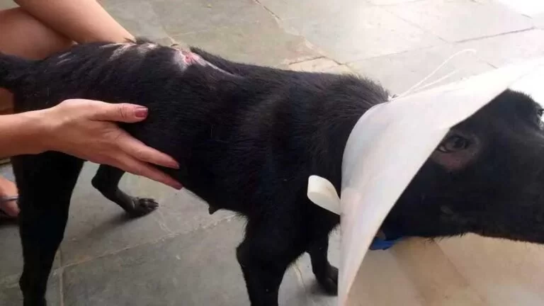 Mecânico é autuado por maus-tratos após jogar óleo quente em cadela