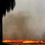 Incêndios: 12% do Bioma Pantanal já foram consumidos pelas queimadas