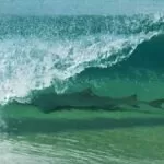 Tubarão é fotografado em onda de praia em Fernando de Noronha