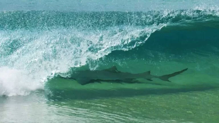 Tubarão é fotografado em onda de praia em Fernando de Noronha