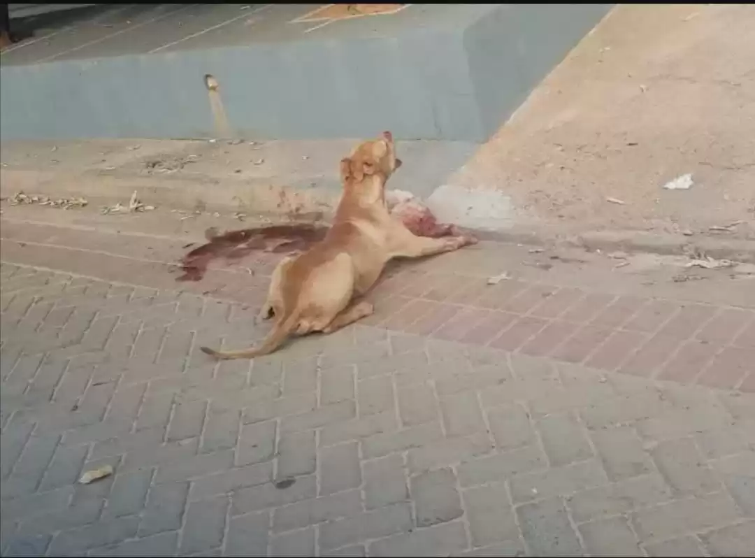 Você está visualizando atualmente À solta, pitbull tenta atacar pessoas, mata cadelinha e exibe presa pela rua