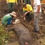 Anta com queimadura nas patas é resgata na região da Serra do Amolar