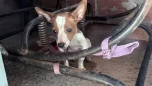 Leia mais sobre o artigo Homem é preso após deixar cachorros sem água e comida por quatro dias em Bonito