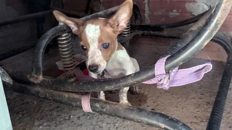 Homem é preso após deixar cachorros sem água e comida por quatro dias em Bonito
