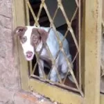 Cachorro fica com cabeça presa em grade de porta e é resgatado pelos Bombeiros