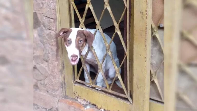 Cachorro fica com cabeça presa em grade de porta e é resgatado pelos Bombeiros