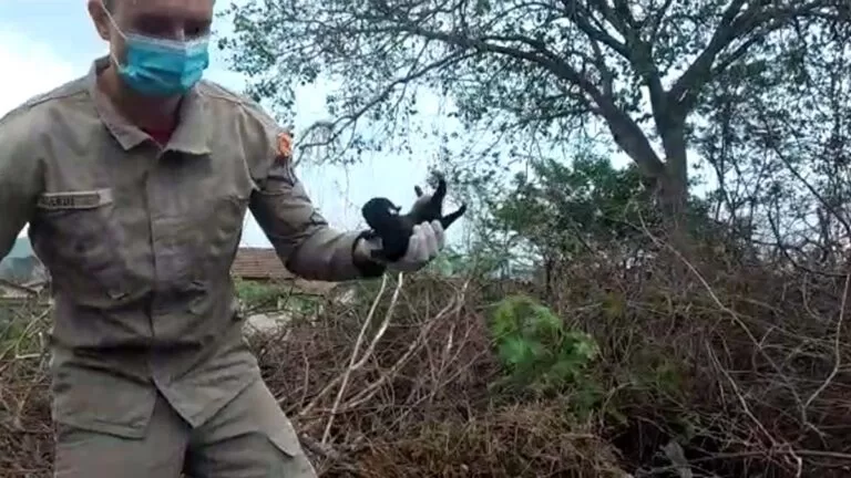 Bombeiros resgatam filhotes de cachorro que caíram em vão de pedras no Corumbella