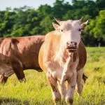 Carne Sustentável e Orgânica do Pantanal fortalece pecuária e conserva o meio ambiente