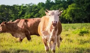 Leia mais sobre o artigo Carne Sustentável e Orgânica do Pantanal fortalece pecuária e conserva o meio ambiente