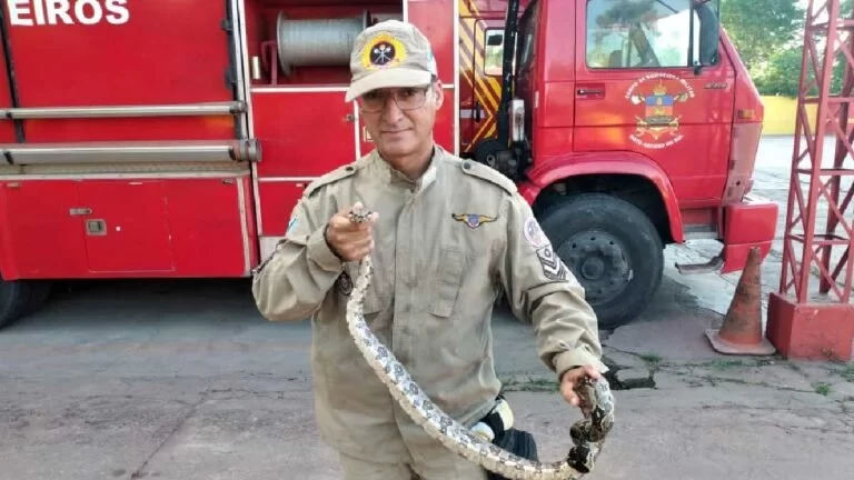 Jiboia é capturada em quintal de casa no Maria Leite