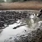 Seca no Pantanal forma “rio” de jacarés, que podem virar canibais por falta de comida