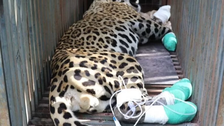 Morre uma das duas onças pintadas feridas em incêndio no Pantanal