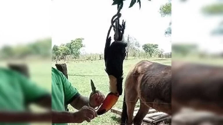 Pecuarista é autuado pela PMA após postar foto de Tucano abatido nas redes sociais
