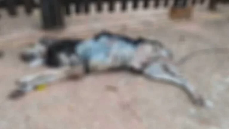 Homem é autuado em R$ 2 mil após viajar e deixar cachorro doente morrer em MS