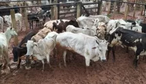 Leia mais sobre o artigo Vendedor e leiloeiro acabam presos ao serem flagrados com gado furtado em leilão