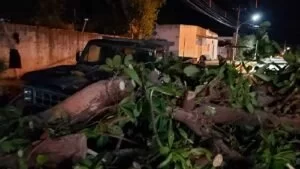 Leia mais sobre o artigo Bombeiros registram 8 quedas de árvores durante ventania em Corumbá