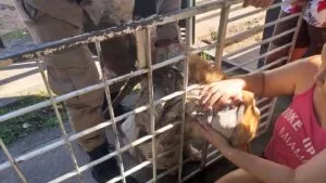 Leia mais sobre o artigo Bombeiros resgatam cachorro que ficou preso em grade de casa no Dom Bosco