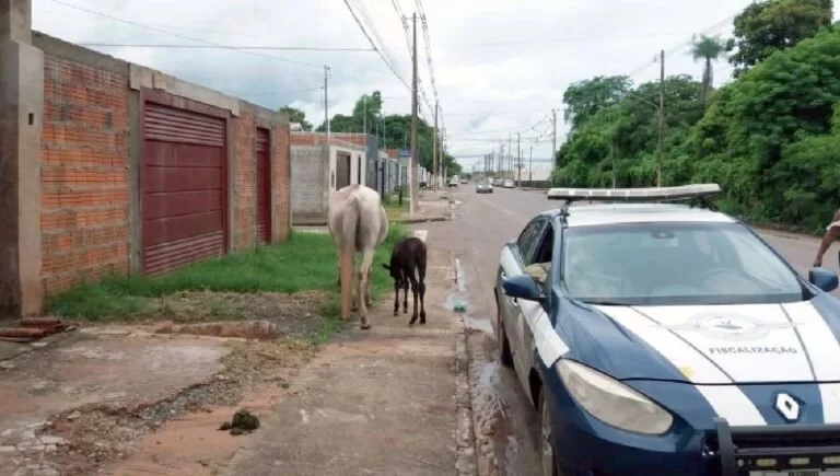 Prefeitura divulga telefone para recolhimento de animais de grande porte