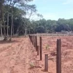 Homem é multado por desmatar área as margens da Estrada Parque Pantanal