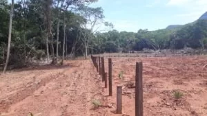 Leia mais sobre o artigo Homem é multado por desmatar área as margens da Estrada Parque Pantanal