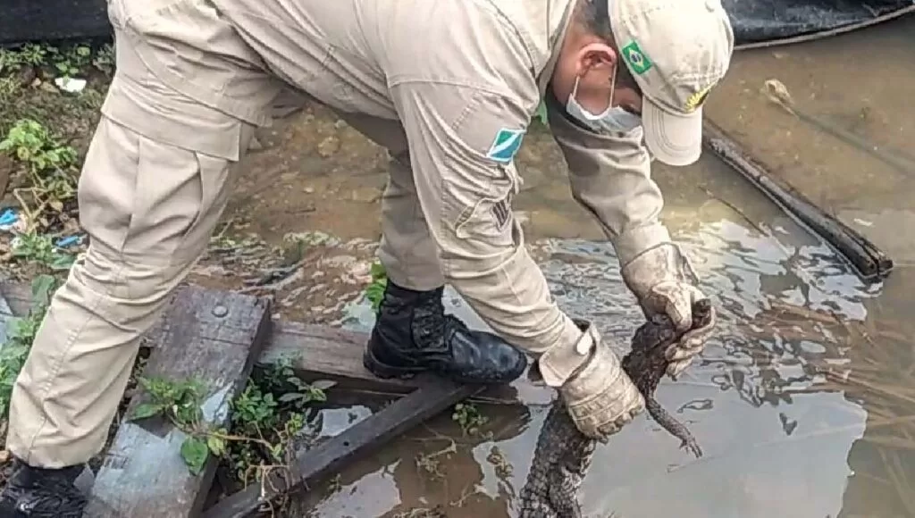 Região do Pantanal abriga população de mais de 10 milhões de jacarés 2 jacare 10 milhões de jacarés