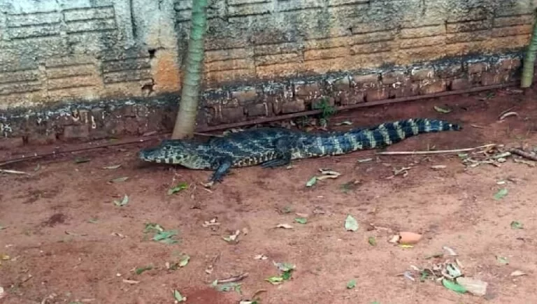 Jacaré de 1,5 metro é flagrado durante “passeio” nas ruas de Aquidauana
