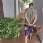 Preso pela PM, integrante do PCC plantava maconha no quintal de casa