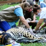 Corumbá terá Centro para reabilitação de animais silvestres