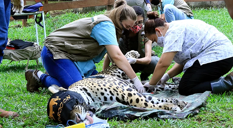 Você está visualizando atualmente Corumbá terá Centro para reabilitação de animais silvestres