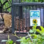 Sadia, onça solta no Pantanal já se alimentou de uma capivara e até atravessou o Rio Paraguai a nado