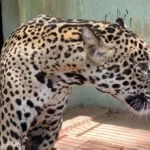 Onça resgatada com queimaduras no Pantanal será reinserida na natureza