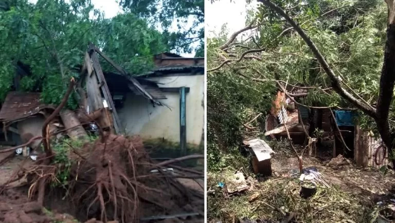 Árvores caem sobre residências no Cristo Redentor e no Anel Viário