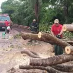 Bombeiros trabalham em remoção de árvores que caíram na BR-262