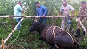 Leia mais sobre o artigo Bombeiros resgatam vaca que caiu em poço de 8 metros no Assentamento Taquaral