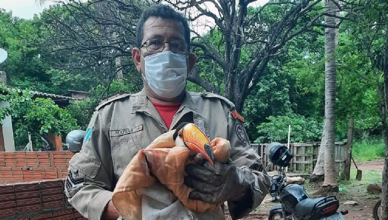 Bombeiros resgatam Tucano em residência no Maria Leite