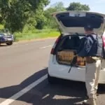 PRF aprende 448 quilos de maconha dentro de carro em Anastácio