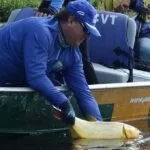 Abertura da temporada pesque-solte movimenta setor turístico em Corumbá