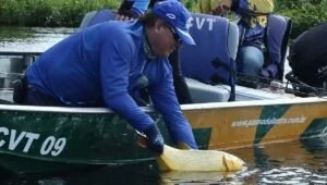 Leia mais sobre o artigo Abertura da temporada pesque-solte movimenta setor turístico em Corumbá