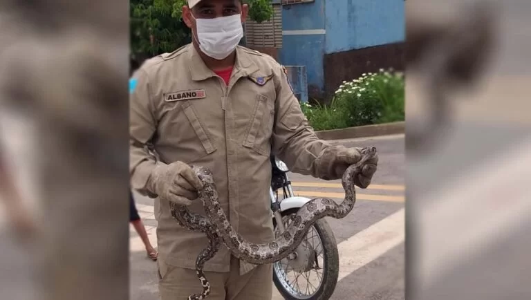 Bombeiros-capturam-serpentes