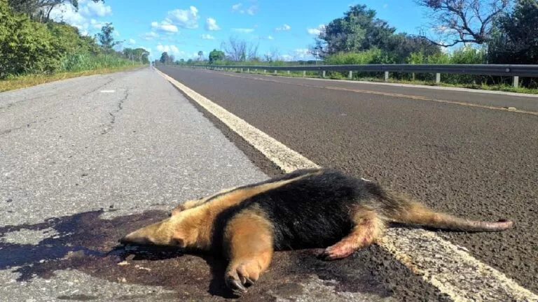 Licitação para BR-262