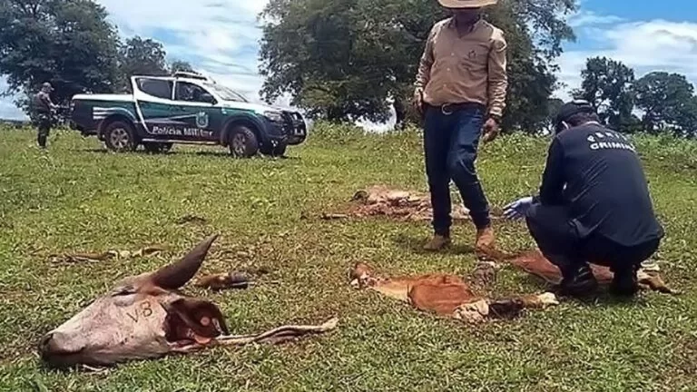 Governo do MS cria delegacia de combate a crimes rurais e abigeato
