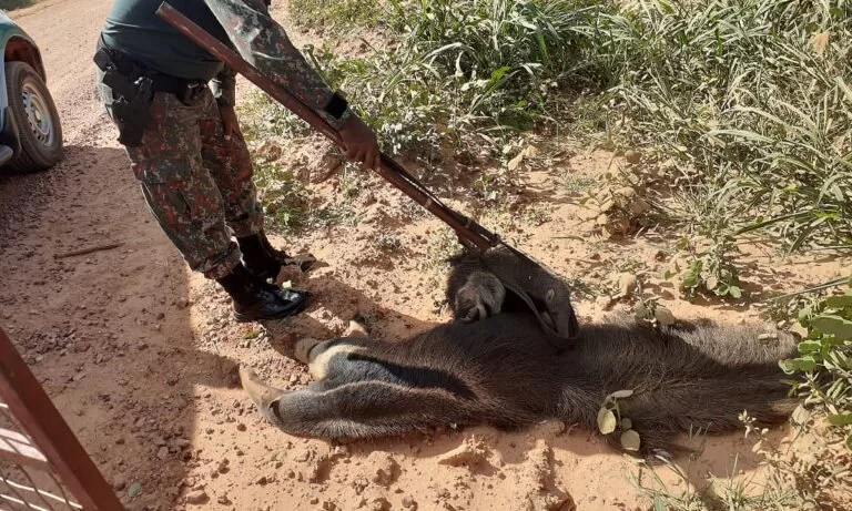 PMA resgata filhote de Tamanduá-bandeira agarrado ao corpo da mãe atropelada na MS-382