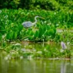 Semana do Meio Ambiente: Prefeitura lança concursos de desenho e fotografia