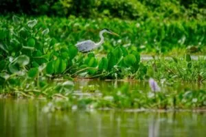 Leia mais sobre o artigo Semana do Meio Ambiente: Prefeitura lança concursos de desenho e fotografia