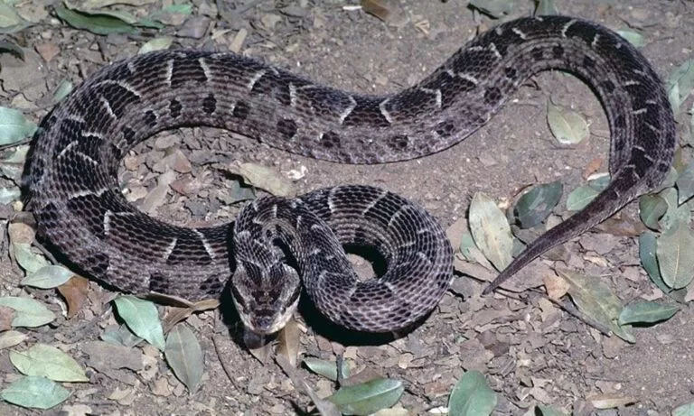 Bombeiros socorrem criança picada por cobra no Paiaguás