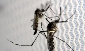 Leia mais sobre o artigo Pessoas que já tiveram dengue são mais propensas a ter sintomas da covid-19