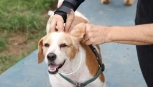 Leia mais sobre o artigo Corumbá vai receber projeto piloto de “encoleiramento” em massa de cães contra leishmaniose