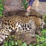 Perícia confirma que onça-pintada encontrada morta na Serra do Amolar foi abatida à tiros